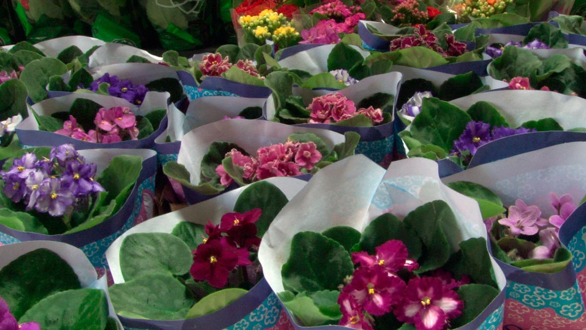 Mercado de Flores na Ceasaminas une produtores e consumidores | Casa de  Caco Multimídia