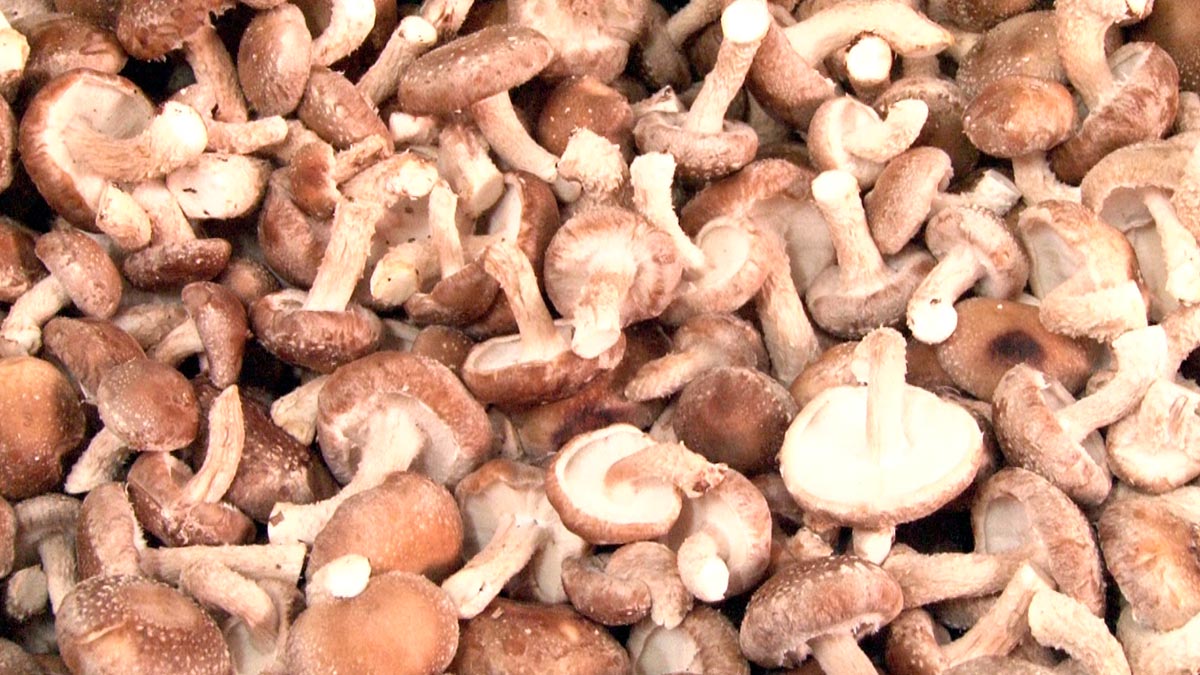 Conheça o processo de cultivo dos cogumelos Shitake e Shimeji